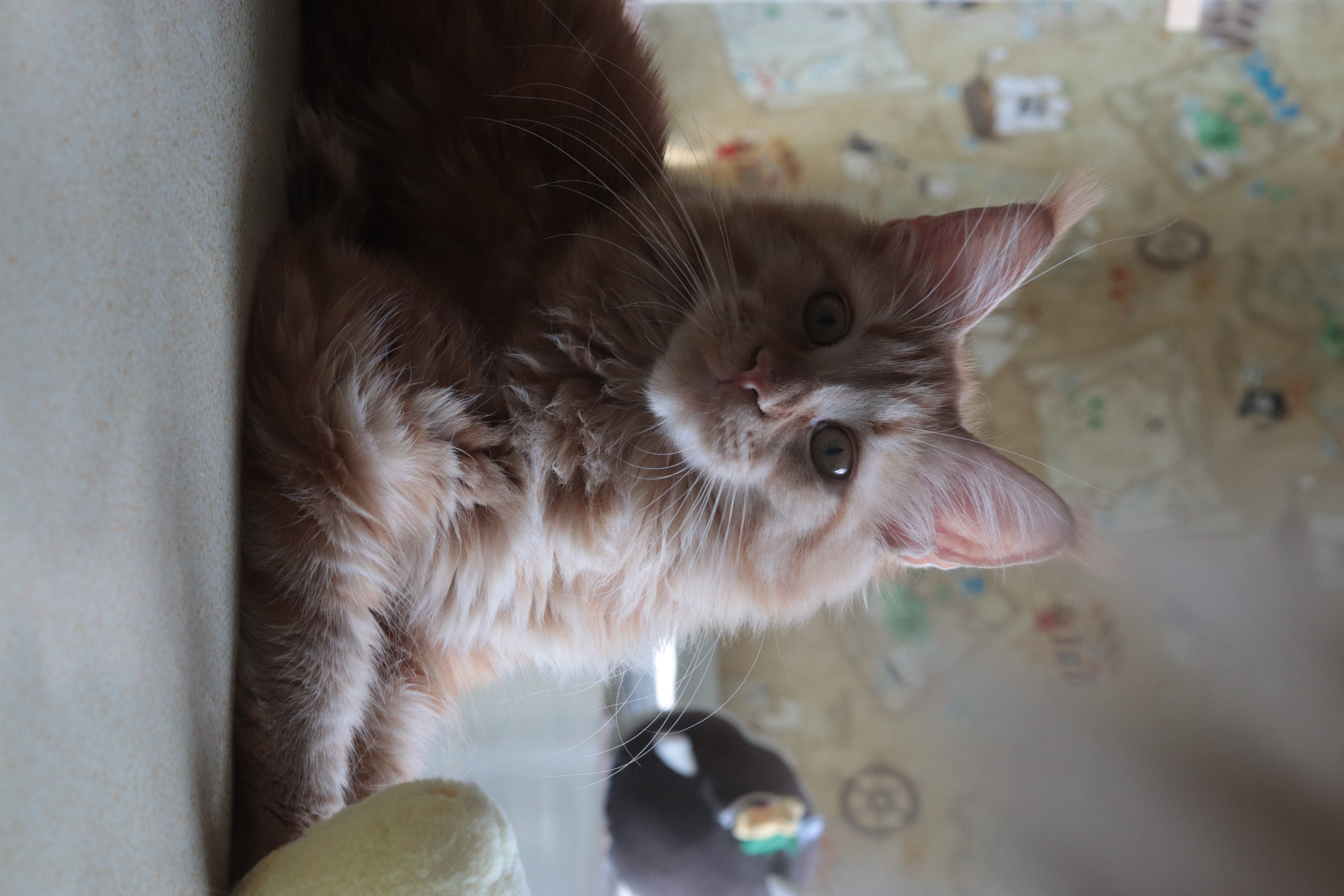 缅因猫 红虎妹妹